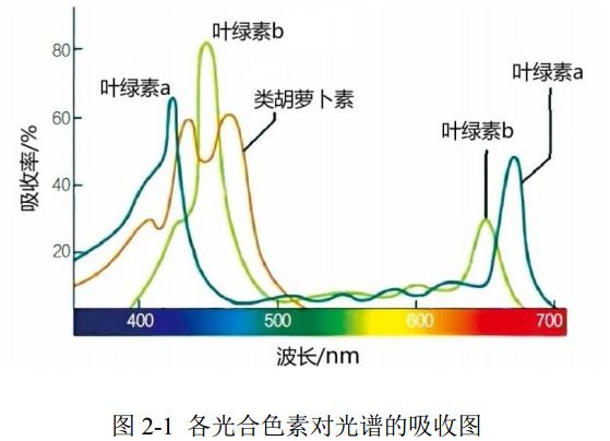 圖 2-1 各光合色素對光譜的吸收圖 圖 2-1 各光合色素對光譜的吸收圖